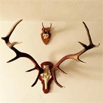  Antler Worx