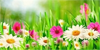  Flower Sale  Shop 